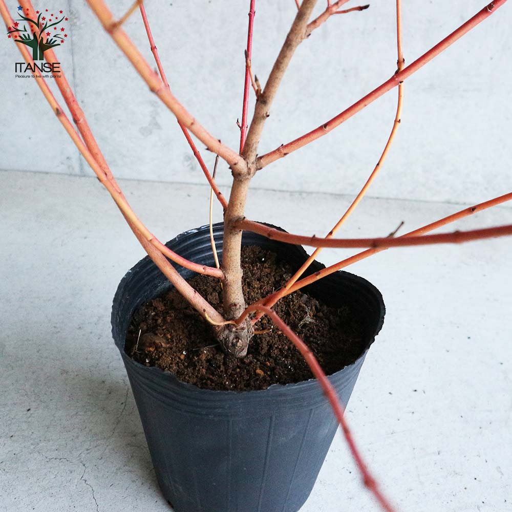 サンゴミズキ ミッドウインターファイヤー【庭木 7号ポット／1個売り】