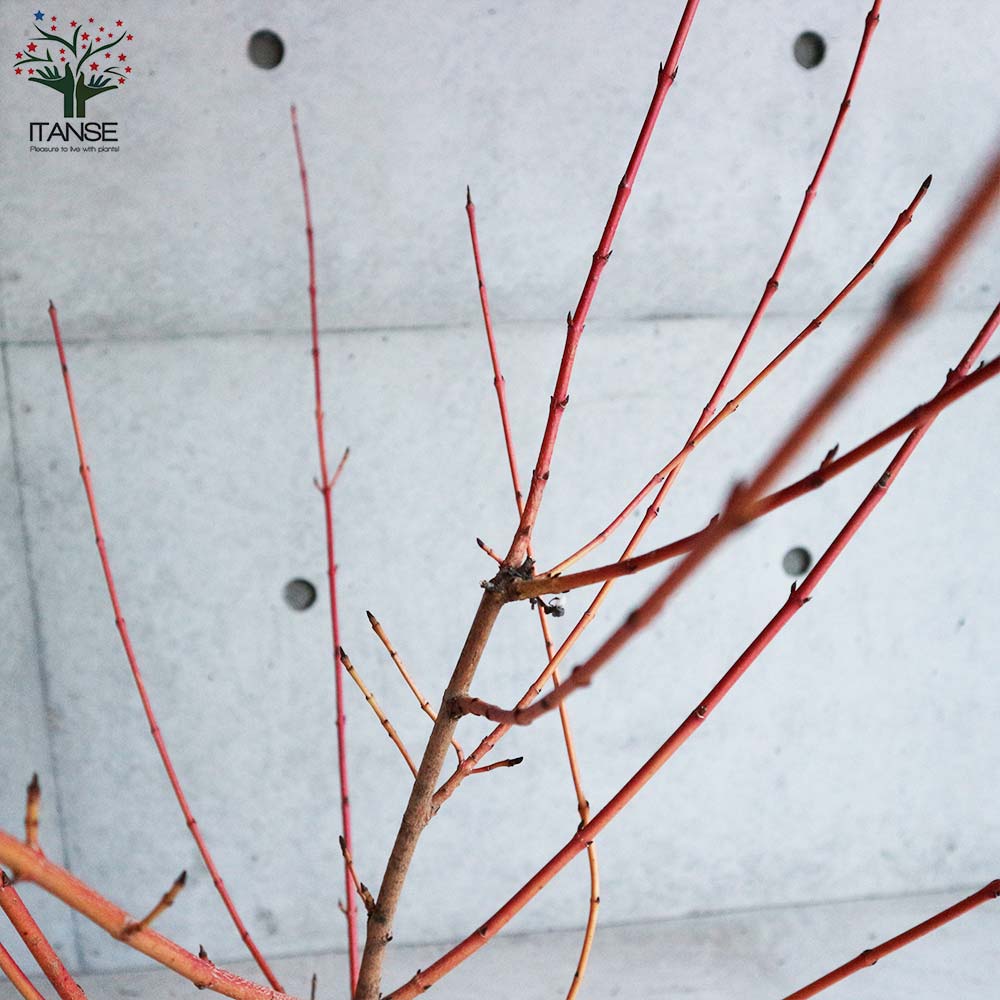 サンゴミズキ ミッドウインターファイヤー【庭木 7号ポット／1個売り】