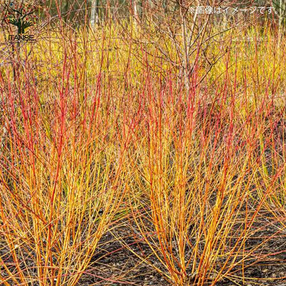 サンゴミズキ ミッドウインターファイヤー【庭木 7号ポット／1個売り】