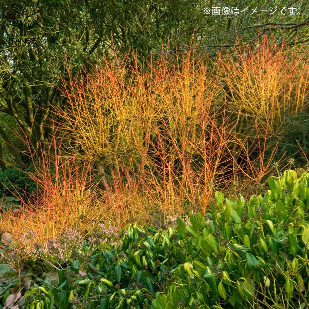 サンゴミズキ ミッドウインターファイヤー【庭木 7号ポット／1個売り】
