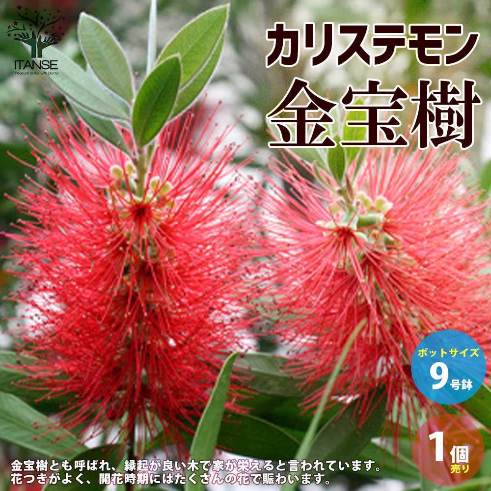 カリステモン 金宝樹 ピンクシャンパン 大型ポット苗 ブラシの木 庭木
