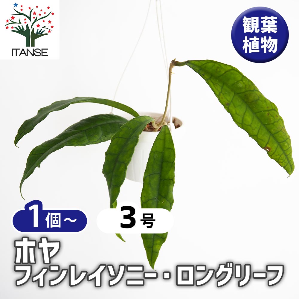 ホヤ フィンレイソニー ロングリーフ 【観葉植物 3号】｜ 【植物の