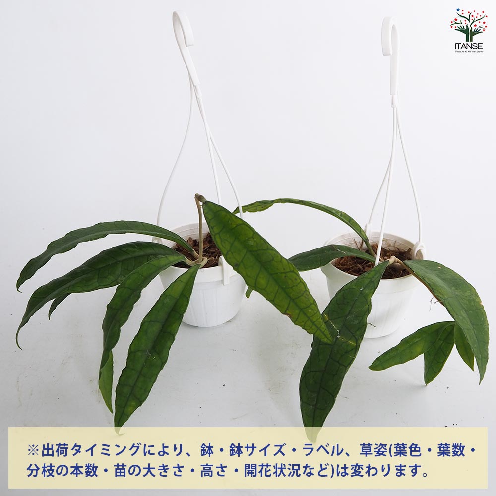 ホヤ フィンレイソニー ロングリーフ 【観葉植物 3号】｜ 【植物の