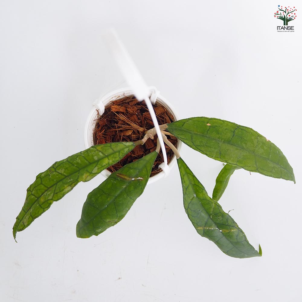 ホヤ フィンレイソニー ロングリーフ 【観葉植物 3号】｜ 【植物の