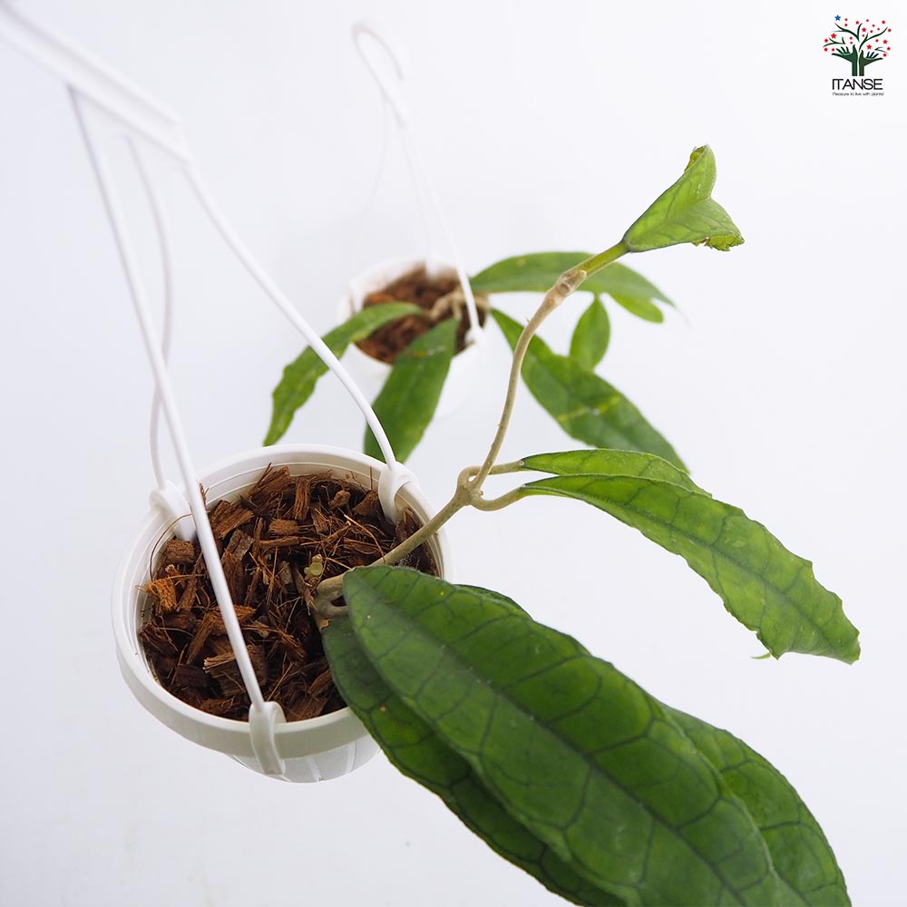 ホヤ フィンレイソニー ロングリーフ 【観葉植物 3号】｜ 【植物の