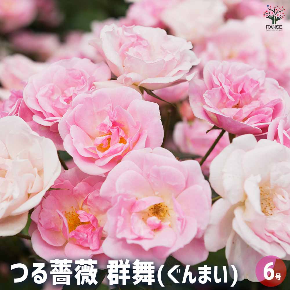 つる薔薇 群舞(ぐんまい) 【花木苗 6号／1個売り】｜ 【植物の