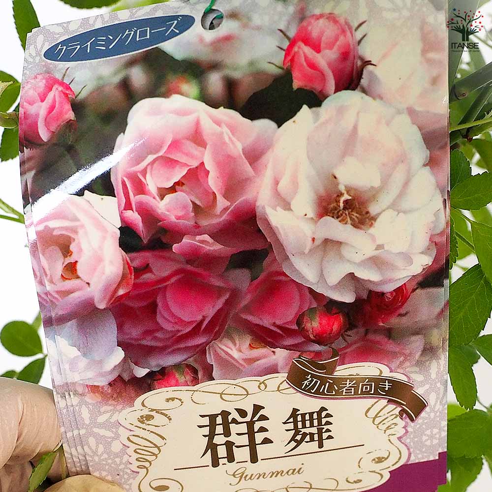 つる薔薇 群舞(ぐんまい) 【花木苗 6号／1個売り】｜ 【植物の