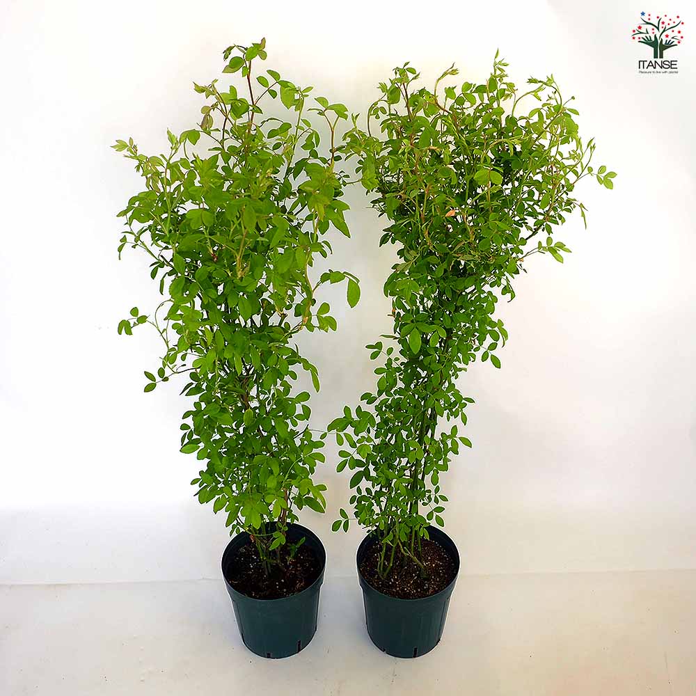 つる薔薇 群舞(ぐんまい) 【花木苗 6号／1個売り】｜ 【植物の