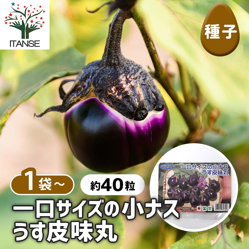 種子 一口サイズの小ナス うす皮味丸  【 約40粒／1袋売り】