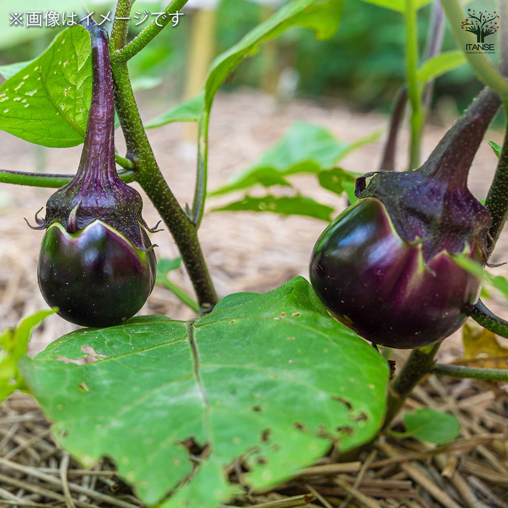 種子 一口サイズの小ナス うす皮味丸  【 約40粒／1袋売り】