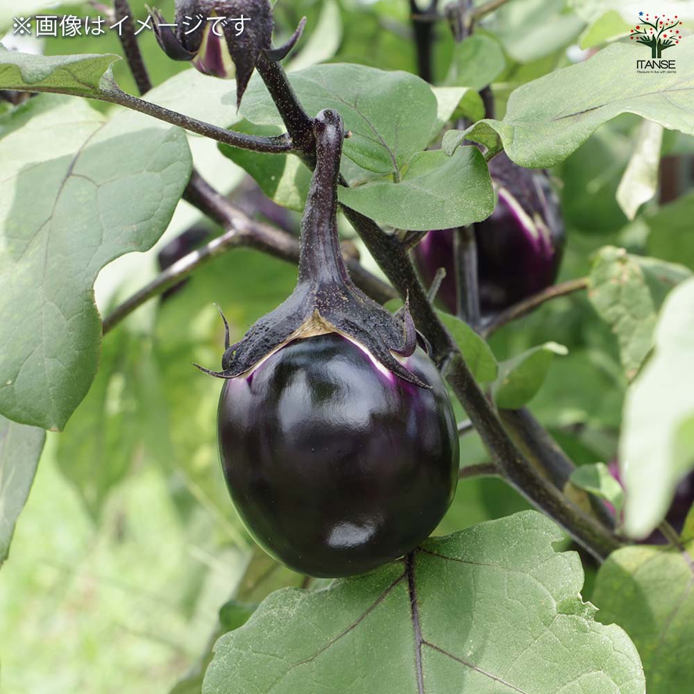 種子 一口サイズの小ナス うす皮味丸  【 約40粒／1袋売り】