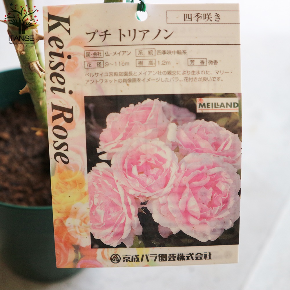 薔薇の苗 プチ トリアノン【花苗6号鉢 国産接ぎ木苗／1個売り