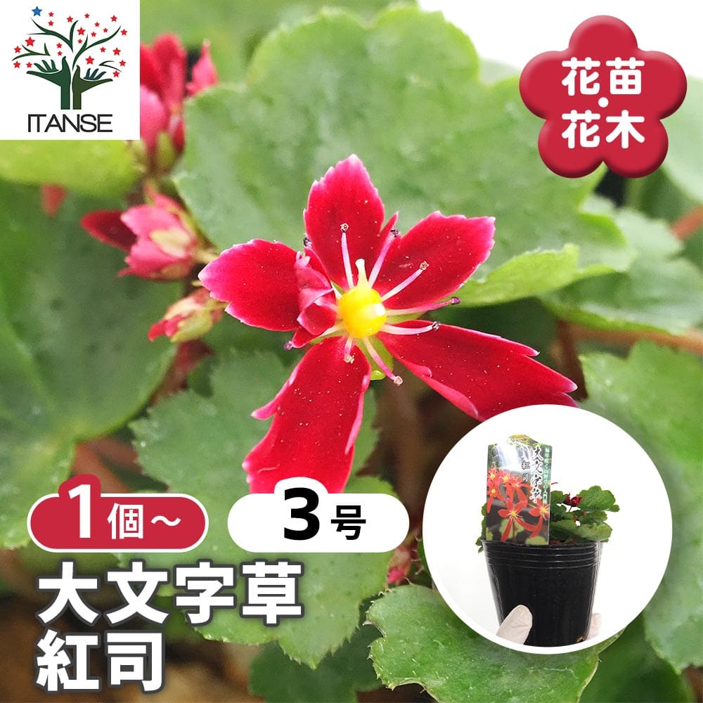 大文字草(ダイモンジソウ) 紅司 【花苗 3号】