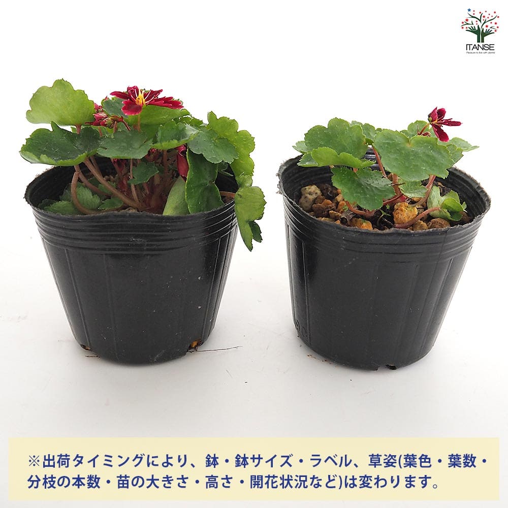 大文字草(ダイモンジソウ) 紅司 【花苗 3号】