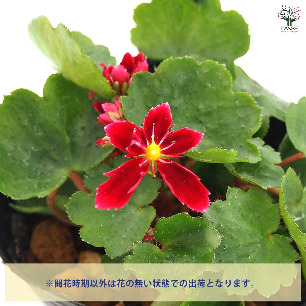 大文字草(ダイモンジソウ) 紅司 【花苗 3号】