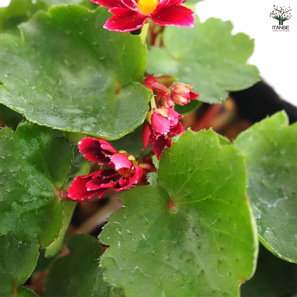 大文字草(ダイモンジソウ) 紅司 【花苗 3号】