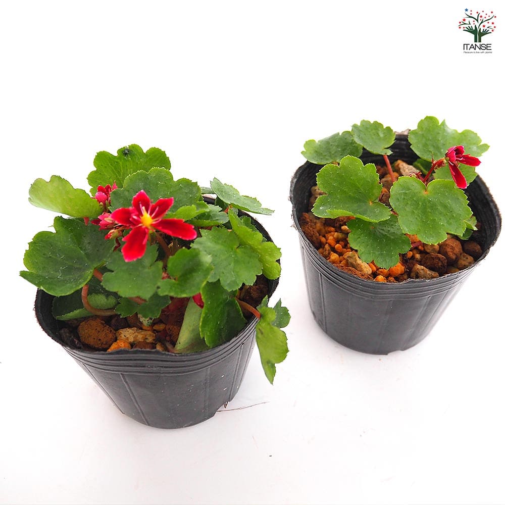 大文字草(ダイモンジソウ) 紅司 【花苗 3号】