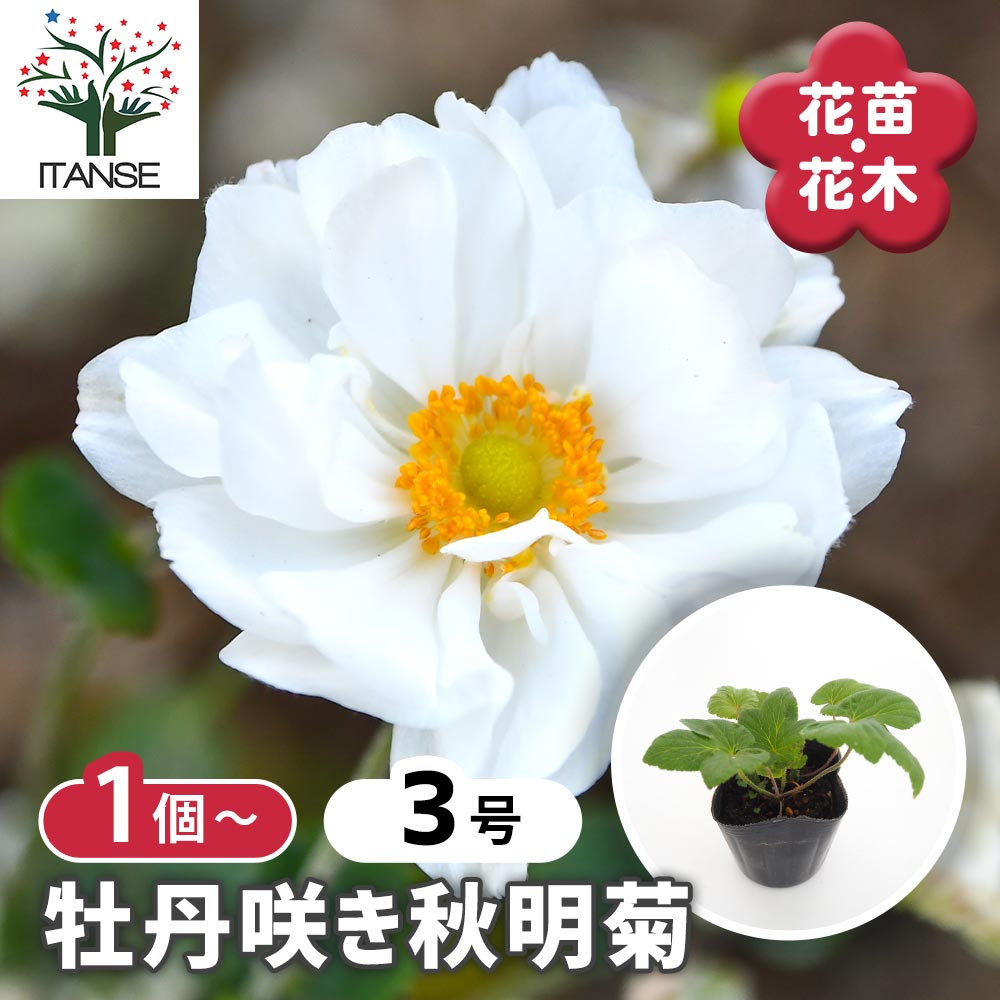 牡丹咲き秋明菊 【花苗 3号】｜ 【植物のITANSE】全品送料無料