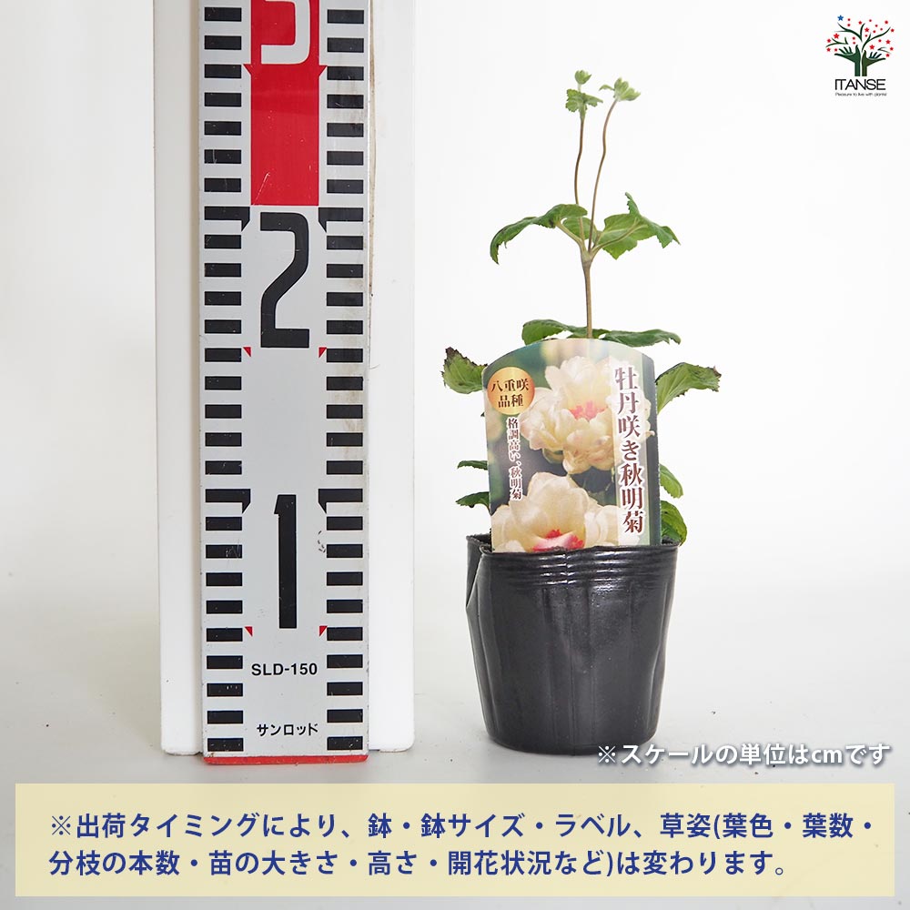 秋明菊苗 牡丹咲き秋明菊 【花苗 3号】｜ 【植物のITANSE】全品送料無料