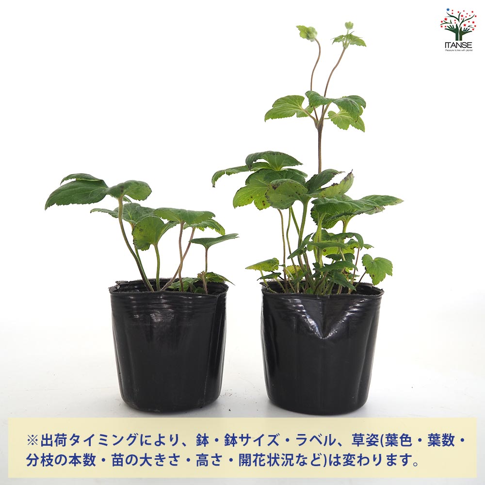 牡丹咲き秋明菊 【花苗 3号】｜ 【植物のITANSE】全品送料無料