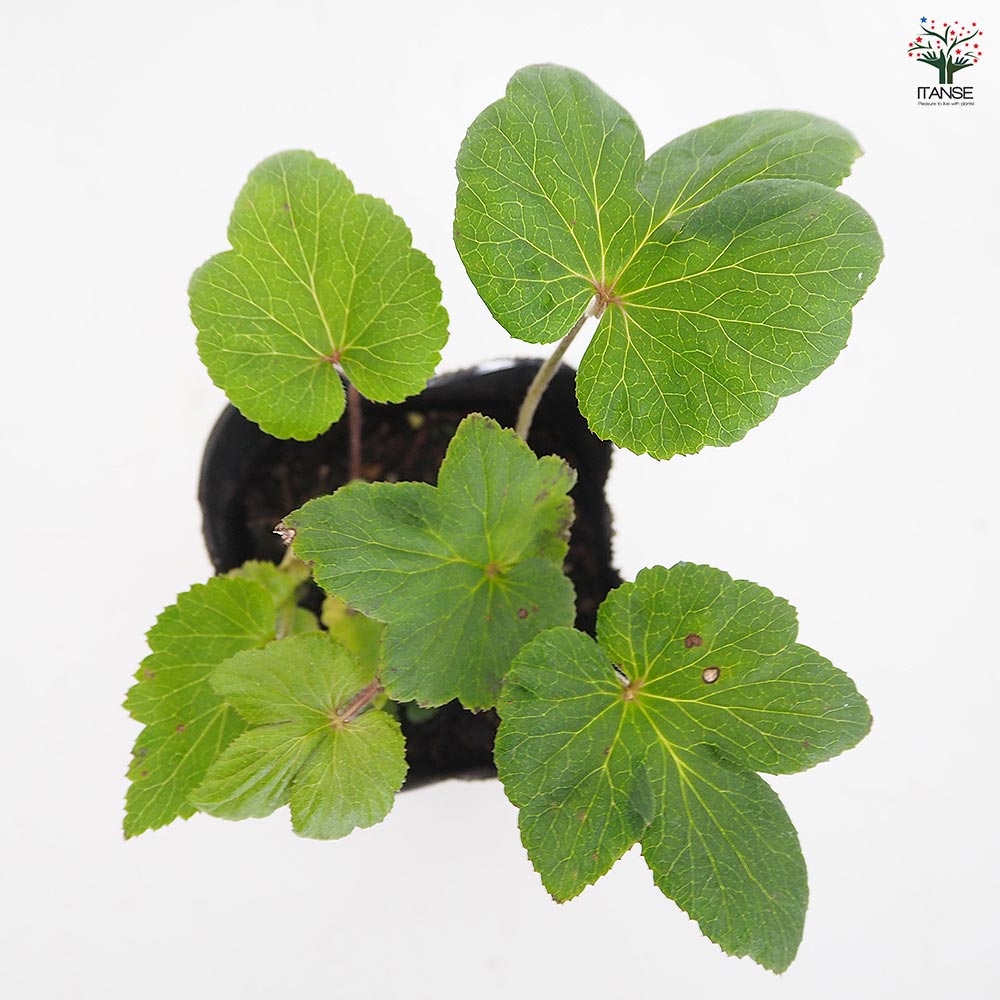 牡丹咲き秋明菊 【花苗 3号】｜ 【植物のITANSE】全品送料無料