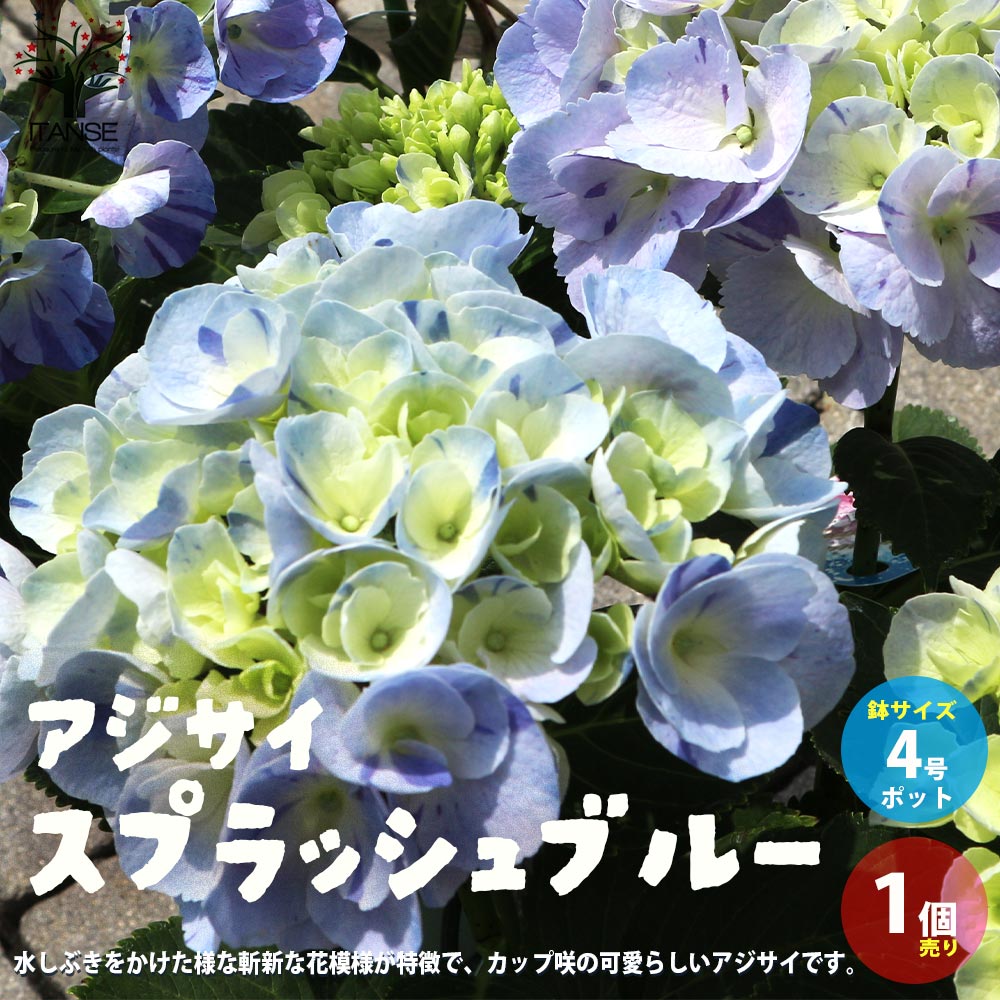 アジサイ スプラッシュブルー【花苗4号鉢／1個売り】