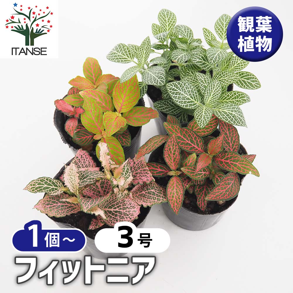 フィットニア【観葉植物 3号】｜ 【植物のITANSE】全品送料無料