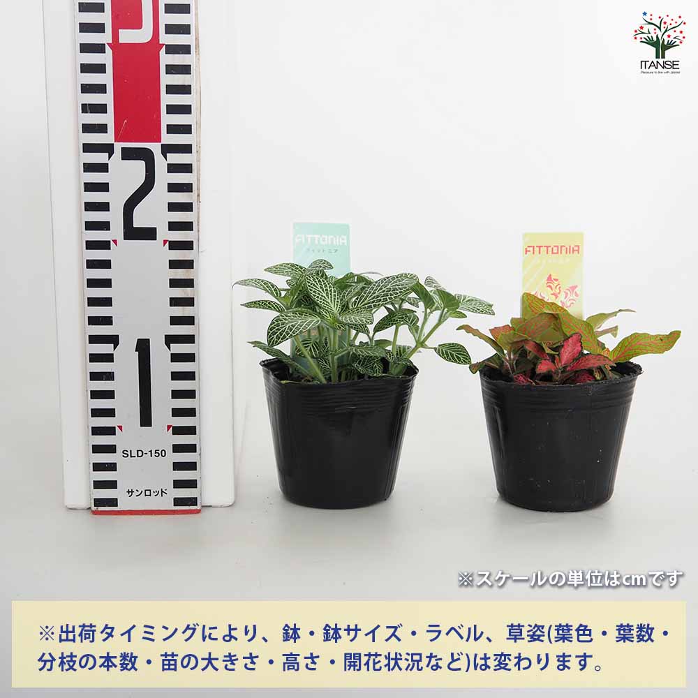 フィットニア【観葉植物 3号】｜ 【植物のITANSE】全品送料無料