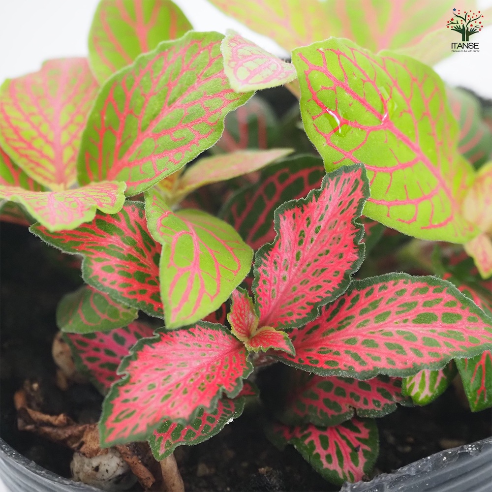 フィットニア【観葉植物 3号】｜ 【植物のITANSE】全品送料無料