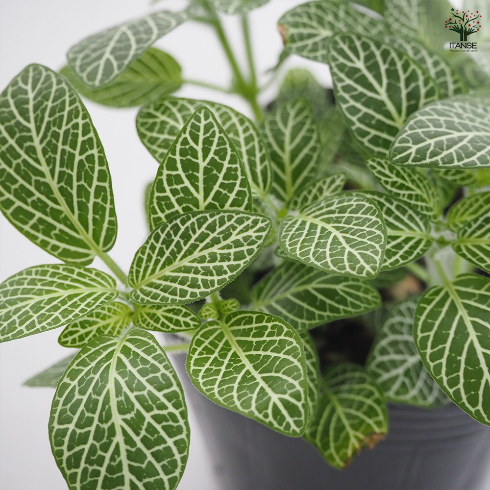 フィットニア【観葉植物 3号】｜ 【植物のITANSE】全品送料無料