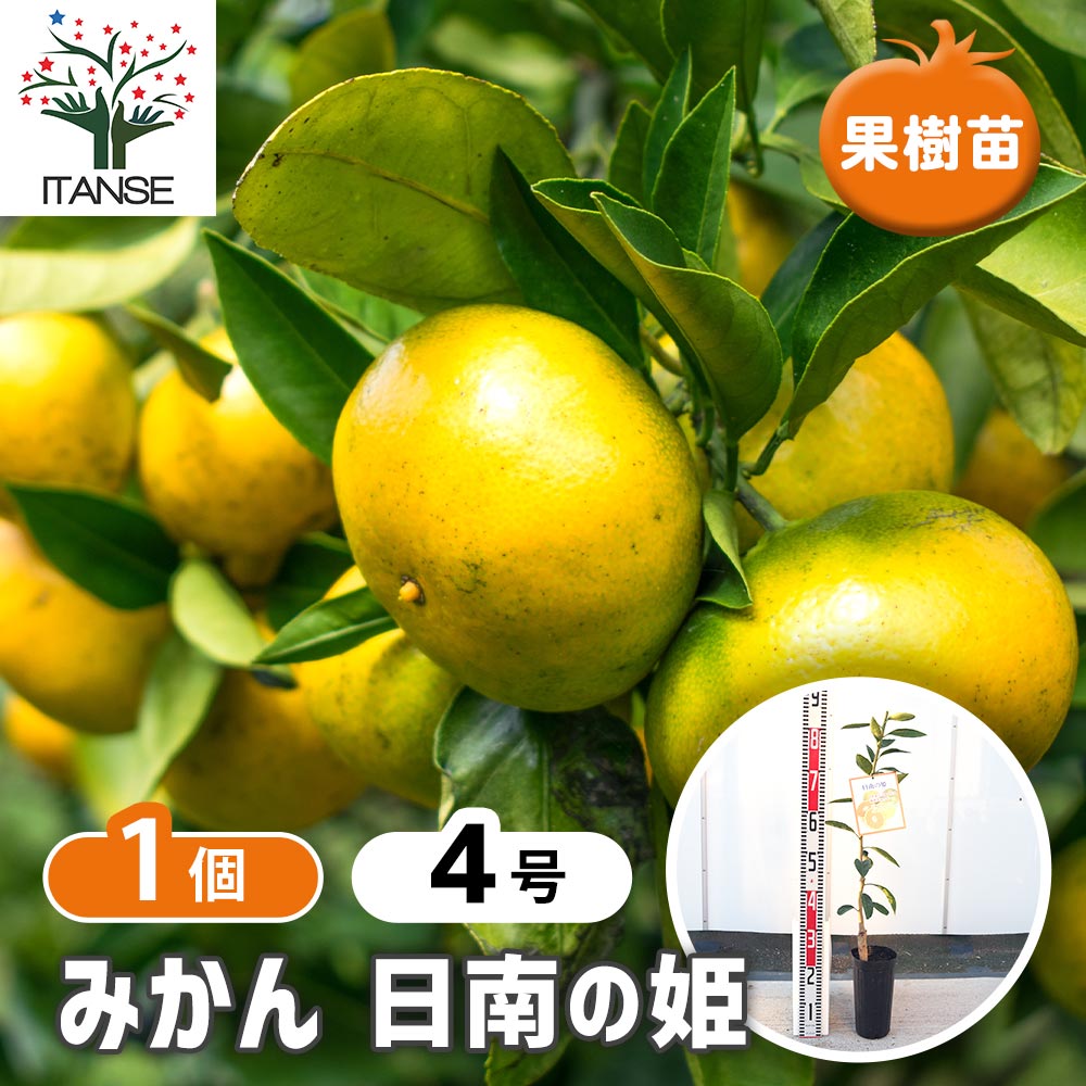みかんの苗木 日南の姫 【果樹の苗木 4号／1個売り】｜ 【植物の