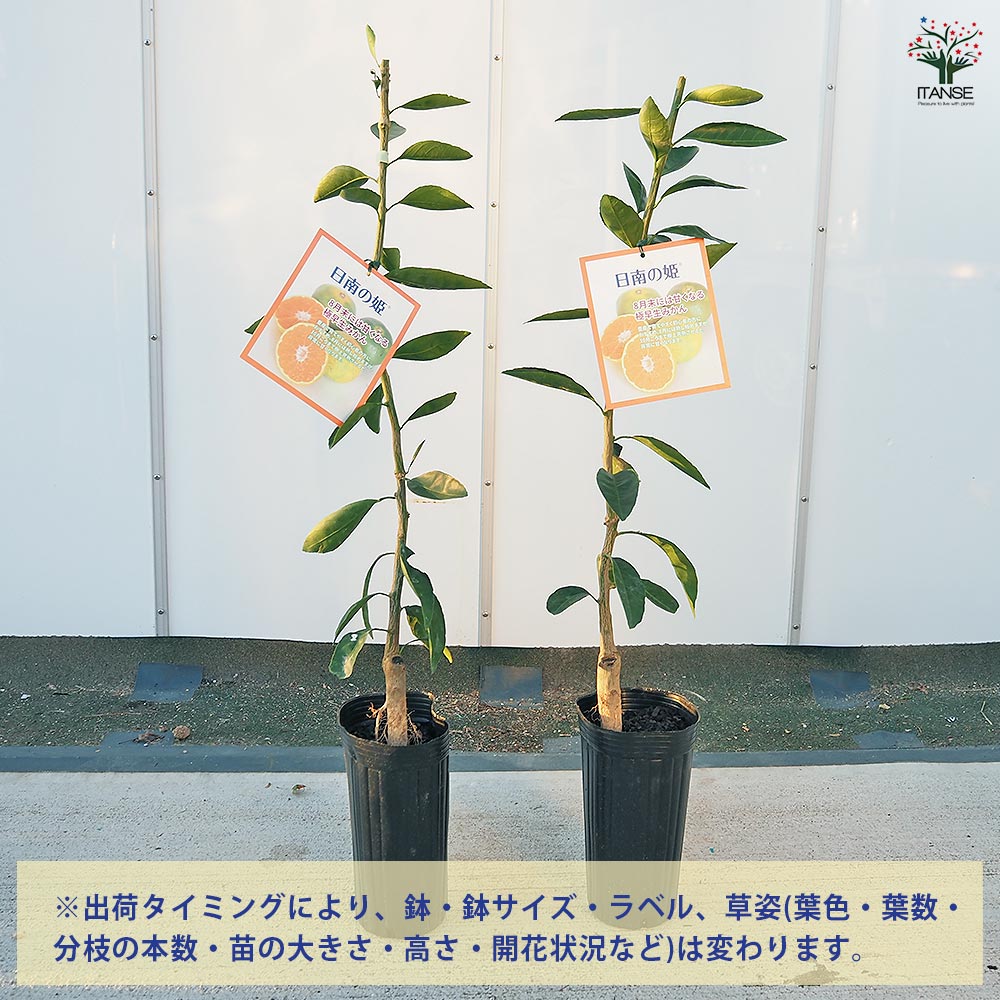 みかんの苗木 日南の姫 【果樹の苗木 4号／1個売り】｜ 【植物の