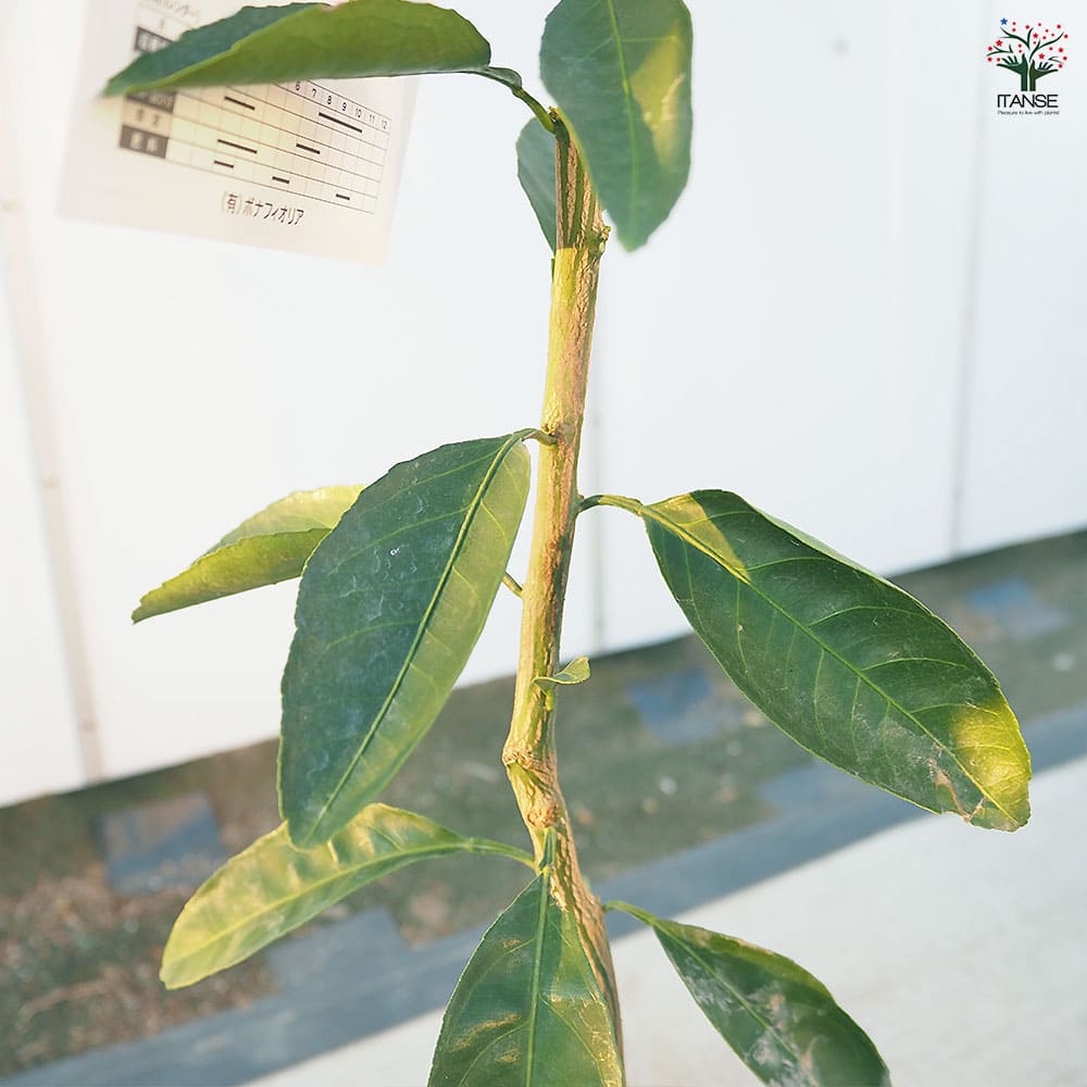 みかんの苗木 日南の姫 【果樹の苗木 4号／1個売り】｜ 【植物の