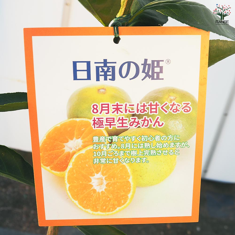 みかんの苗木 日南の姫 【果樹の苗木 4号／1個売り】｜ 【植物の