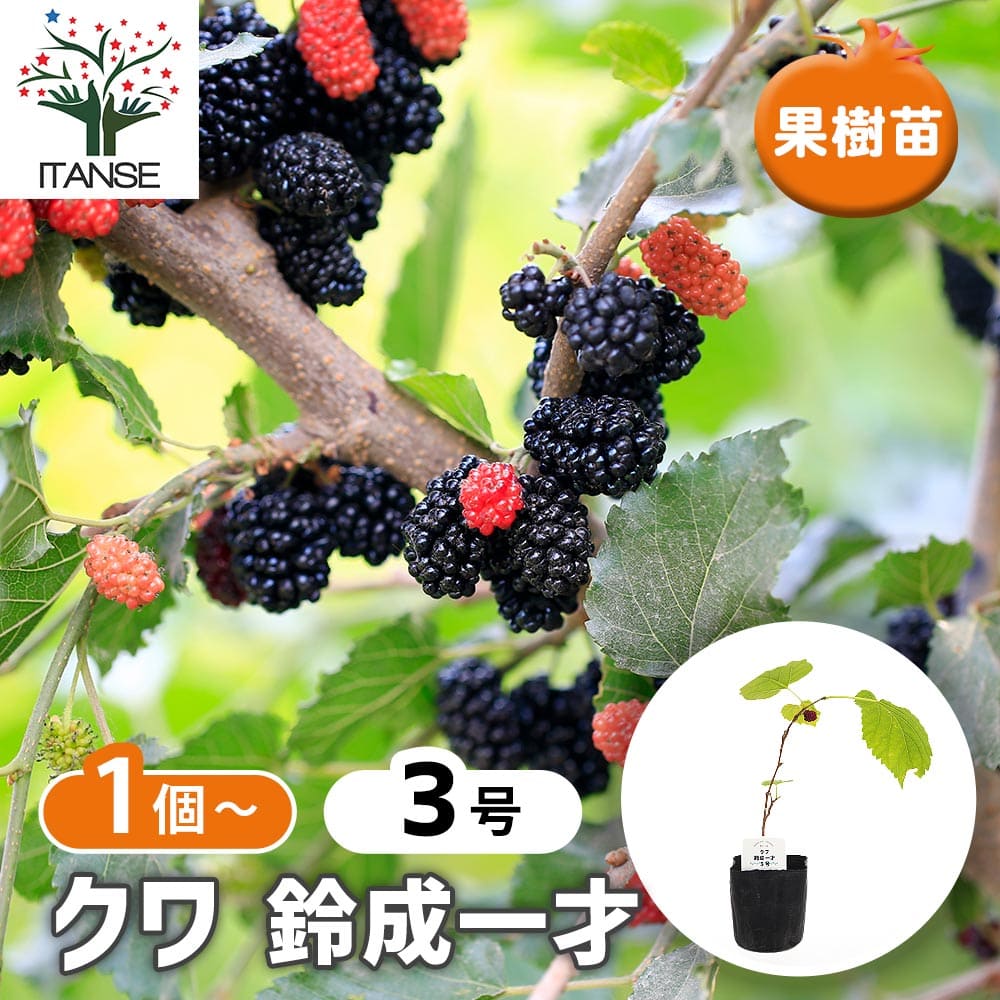 マルベリー(桑の木) 鈴成一才 【果樹の苗 3号】｜ 【植物の
