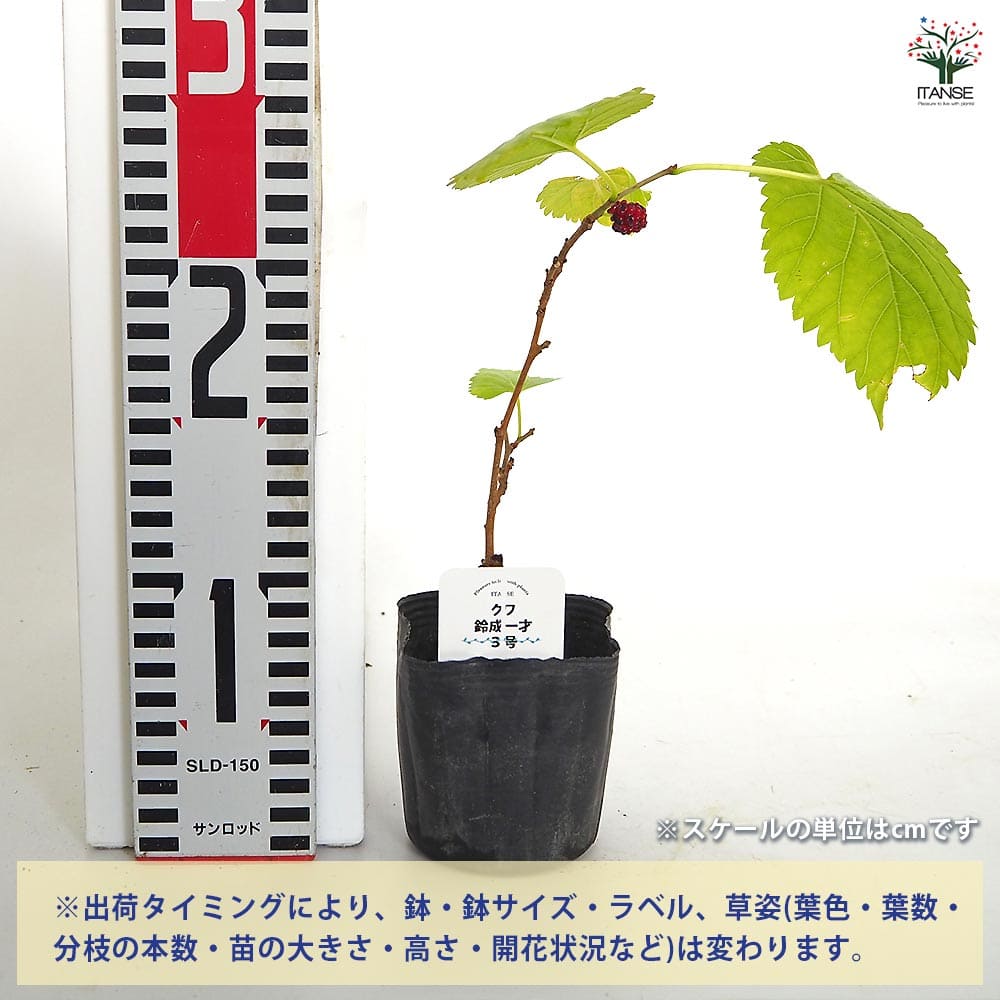 マルベリー(桑の木) 鈴成一才 【果樹の苗 3号】｜ 【植物の