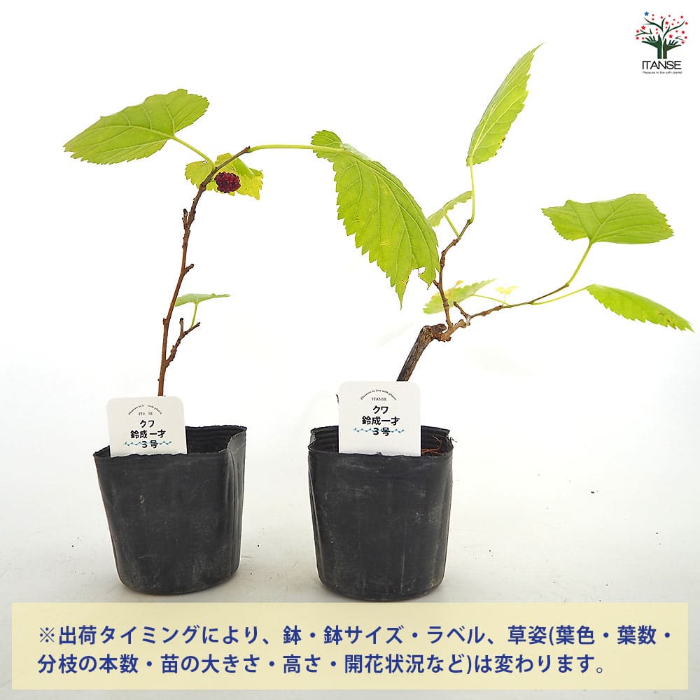 マルベリー(桑の木) 鈴成一才 【果樹の苗 3号】｜ 【植物の