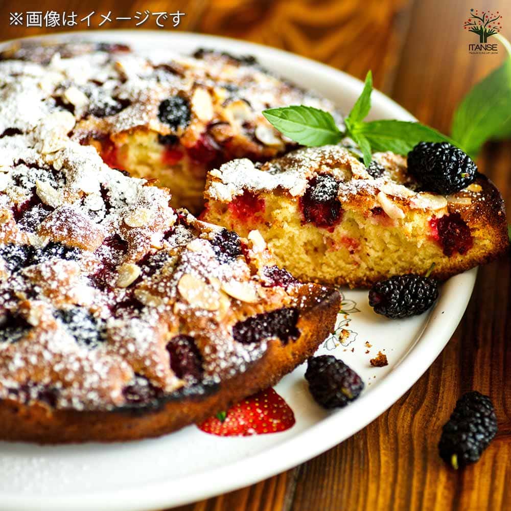 マルベリー(桑の木) 鈴成一才 【果樹の苗 3号】｜ 【植物の