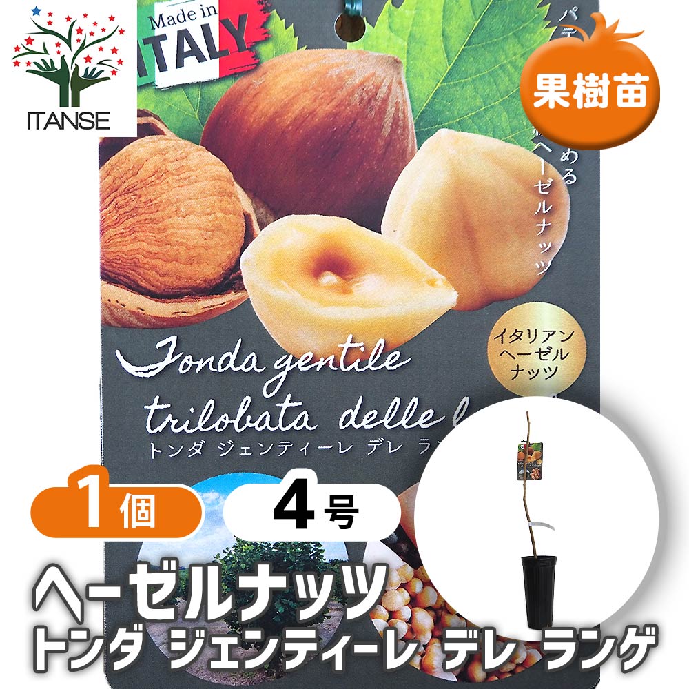 ヘーゼルナッツの苗木 トンダ ジェンティレデレ ランゲ 【果樹の苗木 4