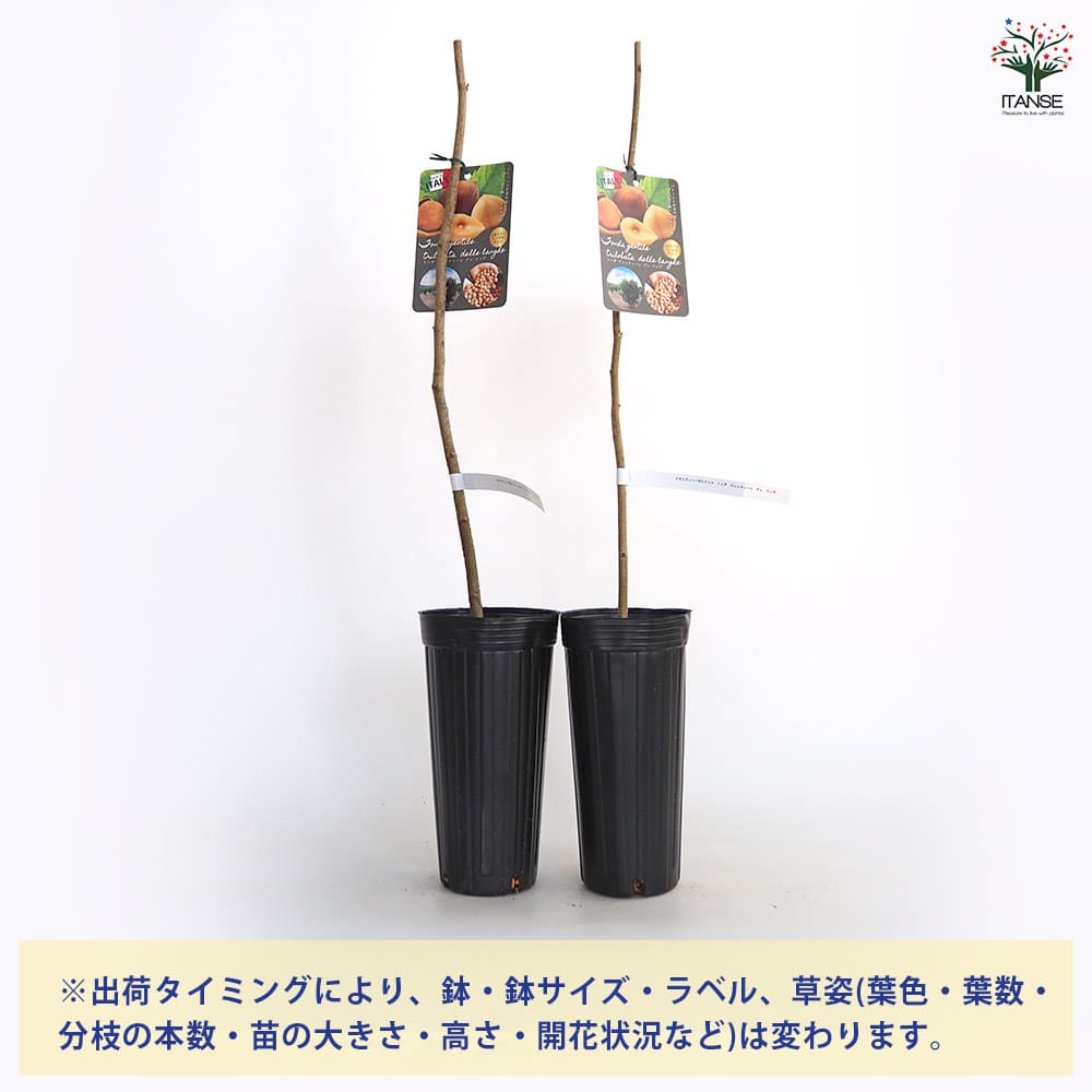 ヘーゼルナッツの苗木 トンダ ジェンティレデレ ランゲ 【果樹の苗木 4