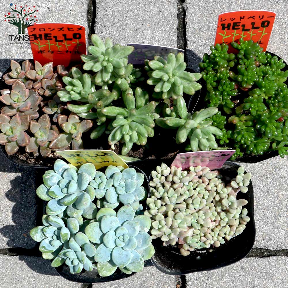 多肉植物 オーロラ 24セット Www Unitopaquacare Com