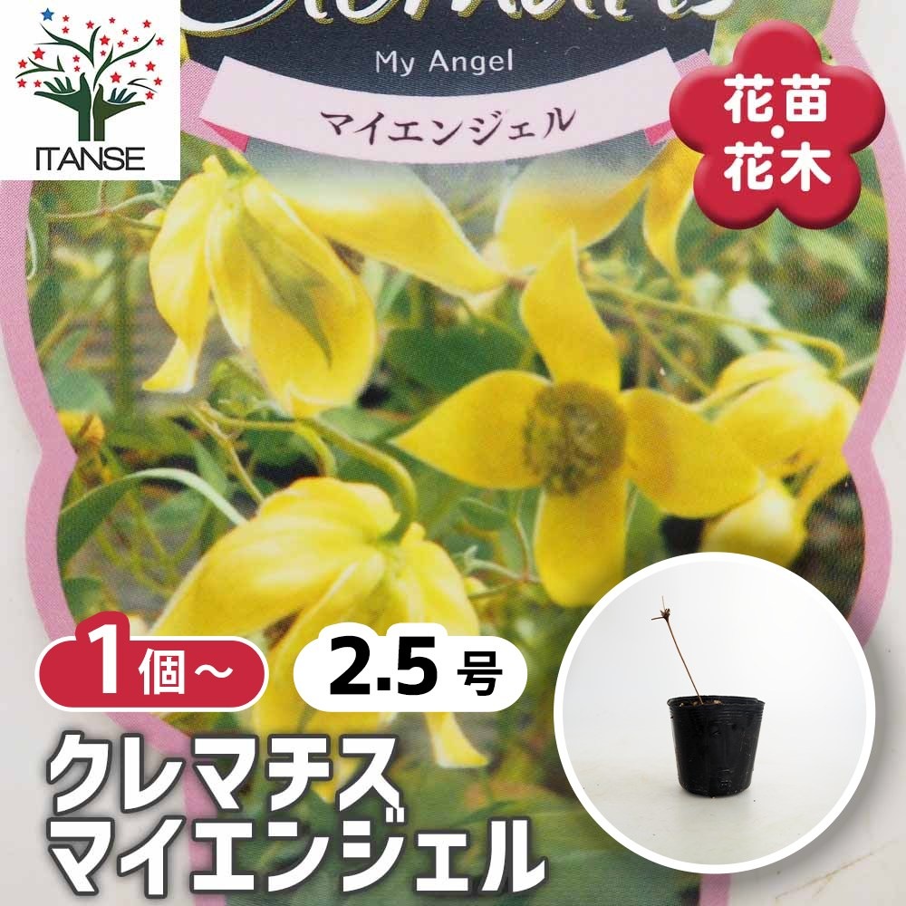 クレマチス マイエンジェル 【花苗 2.5号】｜ 【植物のITANSE