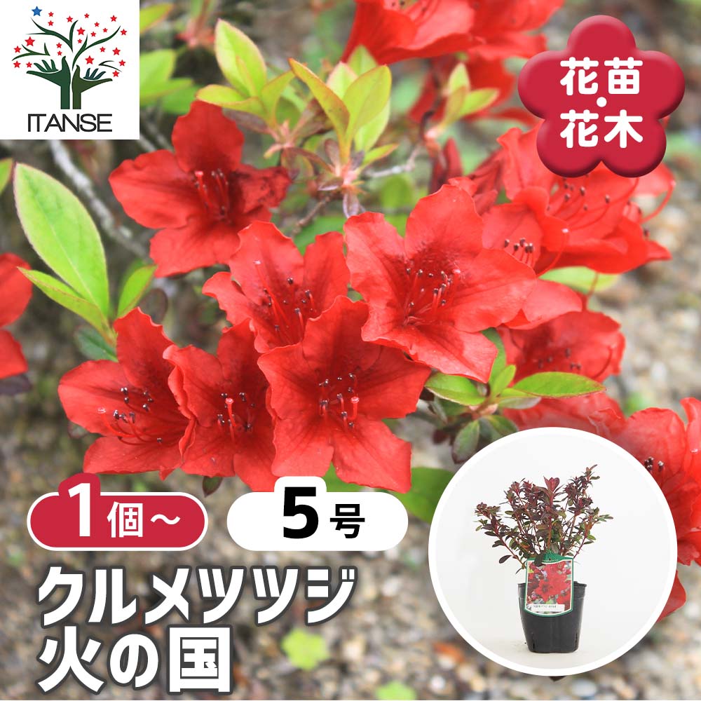 クルメツツジ(久留米ツツジ) 火の国 【花木苗 5号】｜ 【植物の
