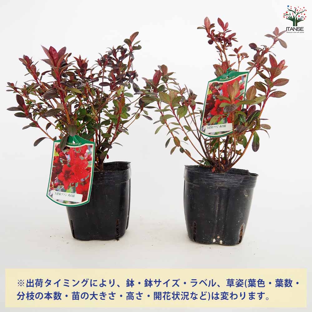 クルメツツジ(久留米ツツジ) 火の国 【花木苗 5号】｜ 【植物の