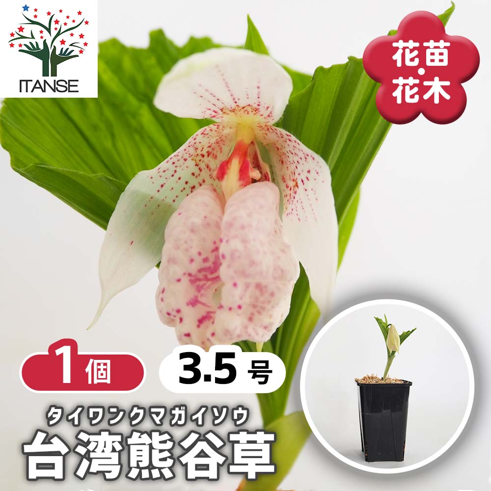 台湾クマガイソウ（入手困難品） 台湾熊谷草(タイワンクマガイソウ) 【花苗 3.5号／1個売り】｜ 【植物