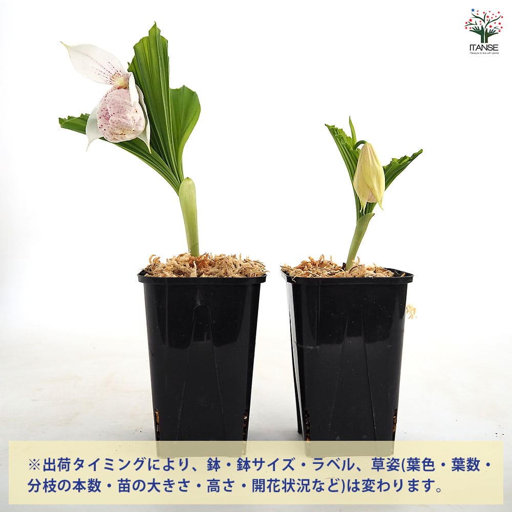 台湾クマガイソウ（入手困難品） 台湾熊谷草(タイワンクマガイソウ) 【花苗 3.5号／1個売り】｜ 【植物