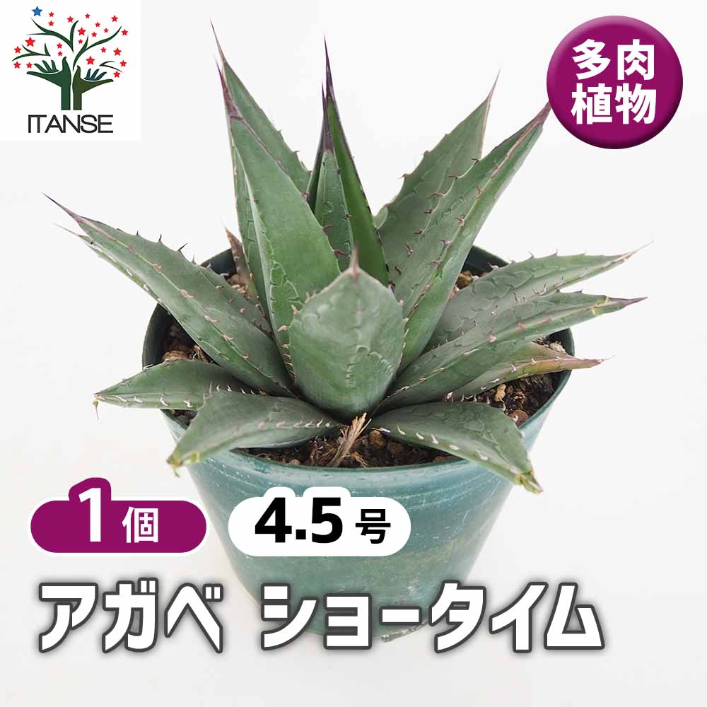 アガベ　レア　大株　美株　ショータイム アガベ ショータイム 【多肉植物 4.5号／1個売り】｜ 【植物の