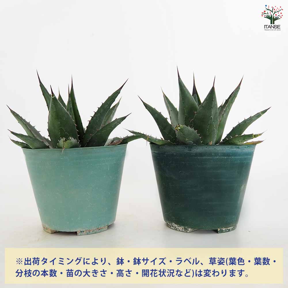 アガベ　レア　大株　美株　ショータイム アガベ ショータイム 【多肉植物 4.5号／1個売り】｜ 【植物の
