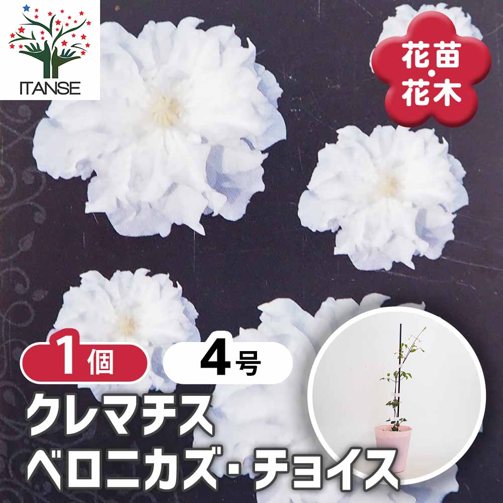 クレマチス ベロニカズチョイス 【花苗 4号／1個売り】｜ 【植物の