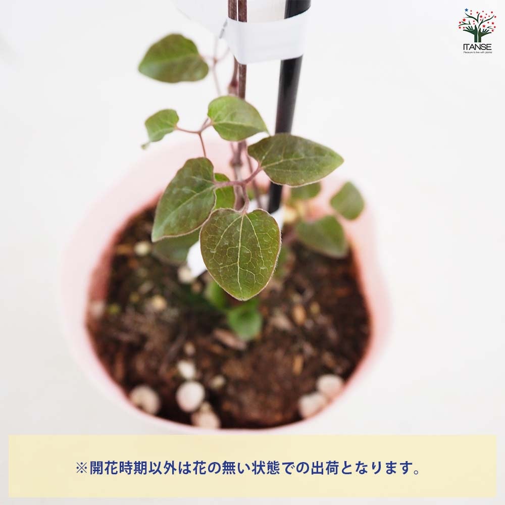 クレマチス ベロニカズチョイス 【花苗 4号／1個売り】｜ 【植物の